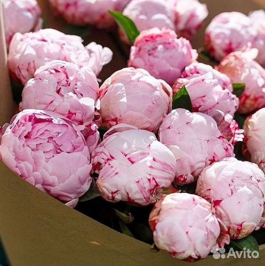 Пионы Розы Доставка