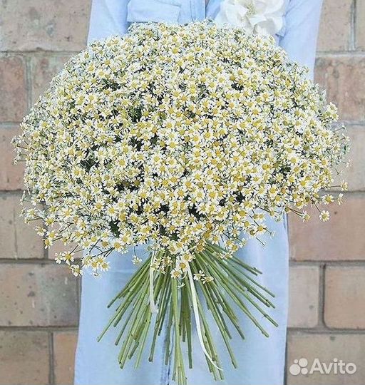 Ромашки букет