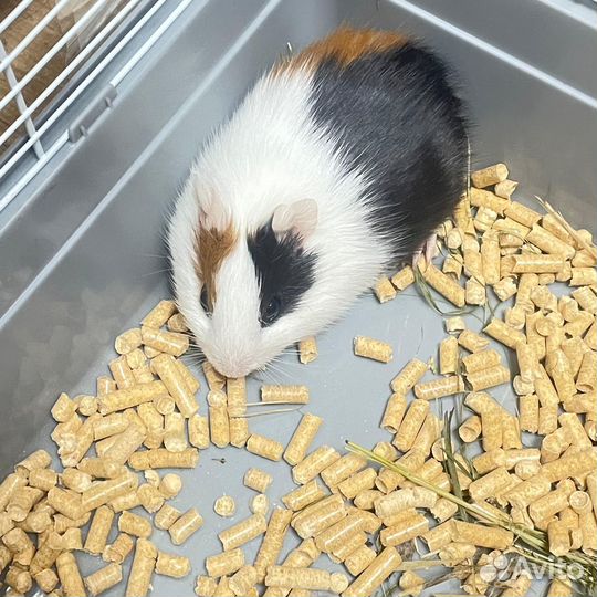 Морская свинка