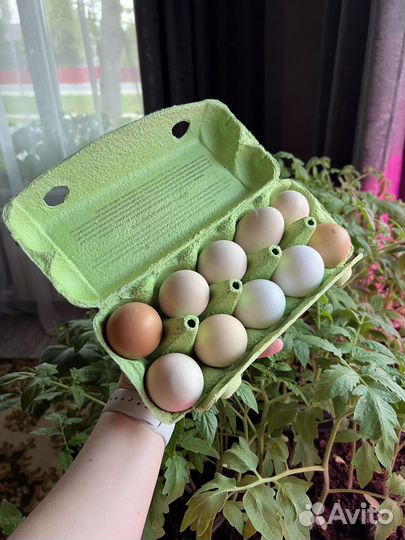 Домашние яйца счастливых кур