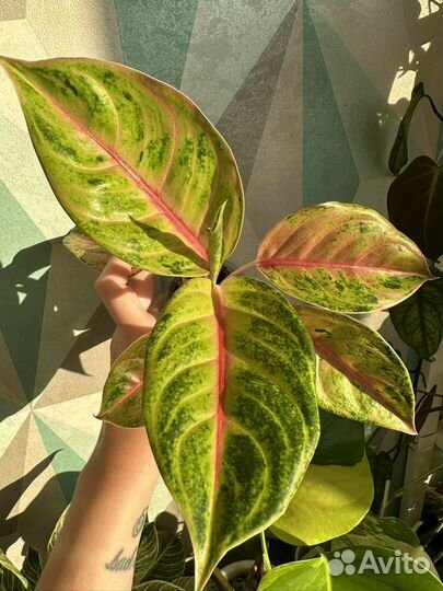 Аглаонема jackpot джекпот