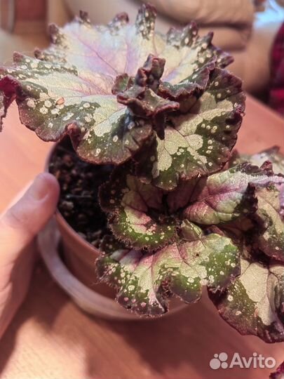 Сеянец Бегонии Рекс /гибрид