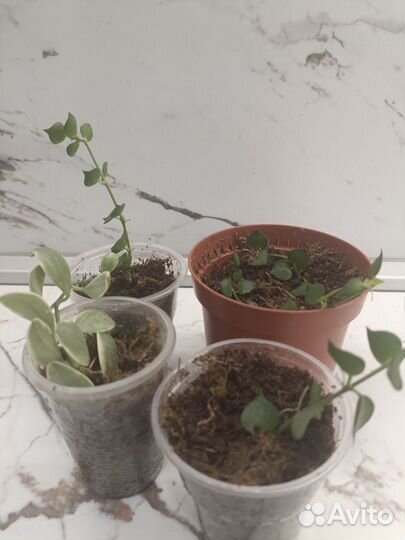 Дисхидии иоанта вариегатная, миллион сердец