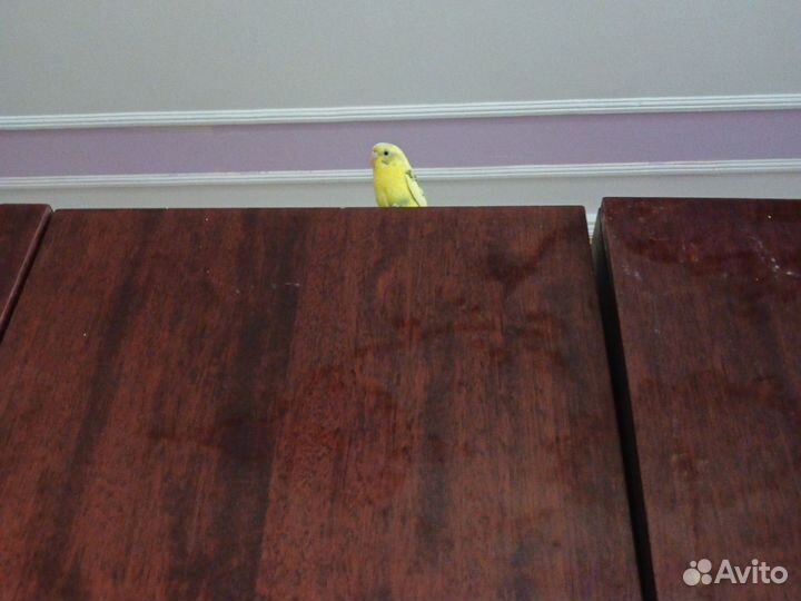 Попугайчик. Гриша