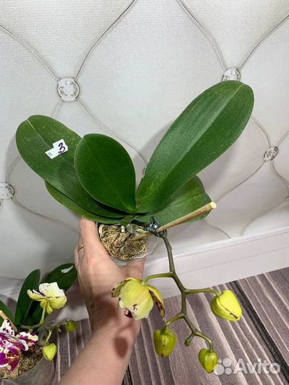 Цветущие бабочка Madonna орхидеи