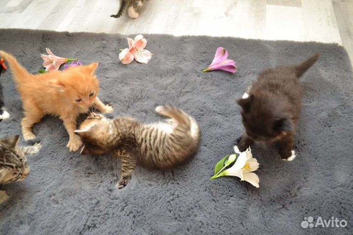 Кошки в добрые руки бесплатно