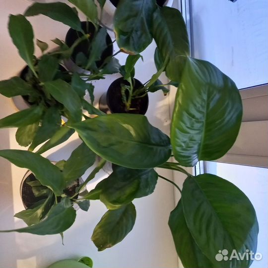 Спатифиллум