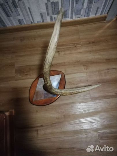 Продам рога лося