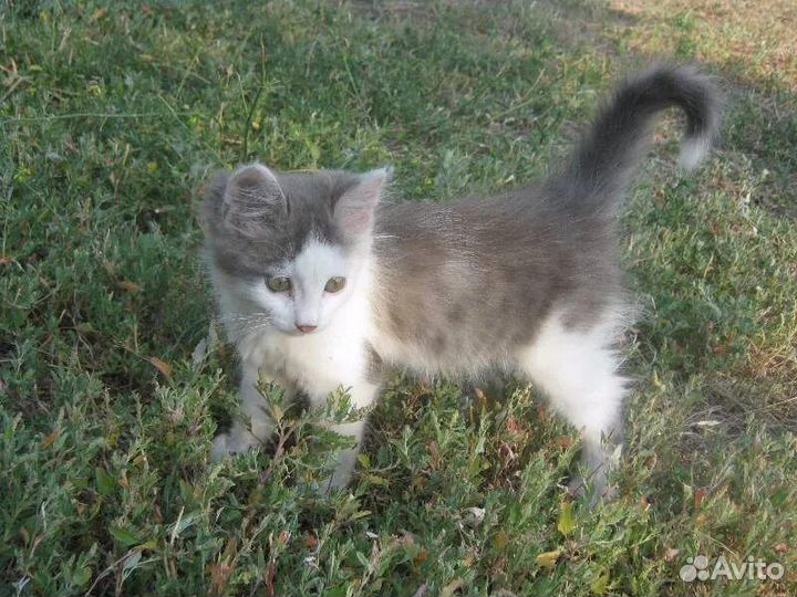 Шотландская