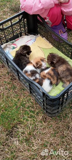 Котятки