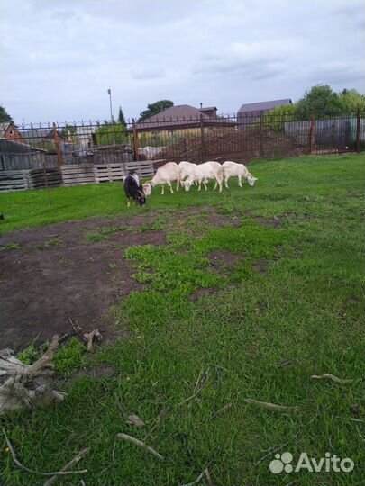 Дойные козы