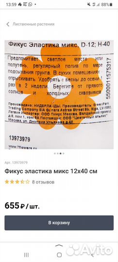 Фикус каучуконосный (эластика)