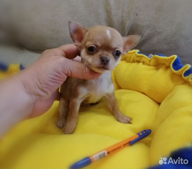 Щенки чихуахуа