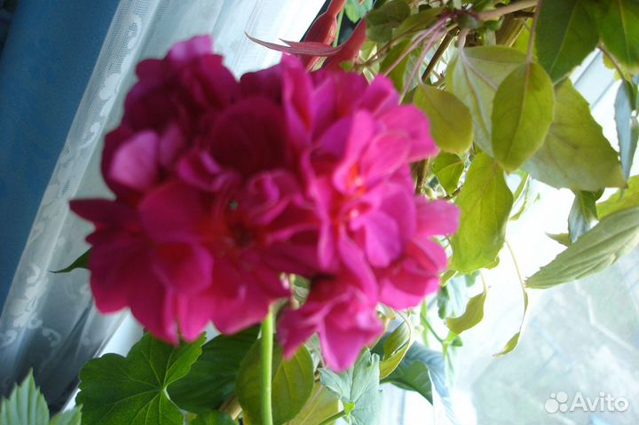 Пеларгония королевская, герани разные