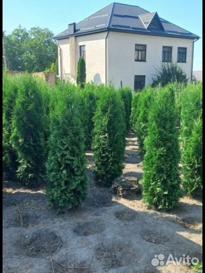 Туи доставка