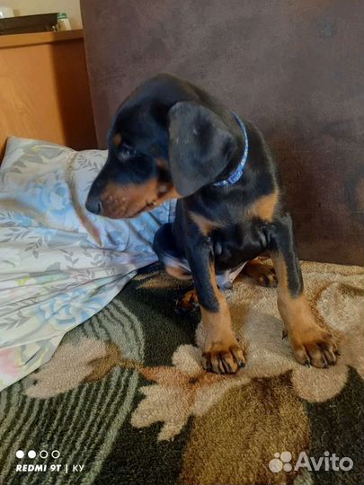 Щенки добермана