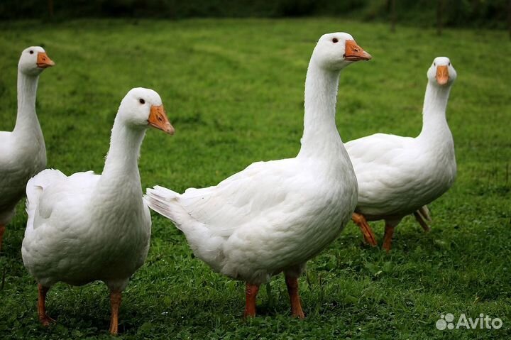 Гуси и индюки