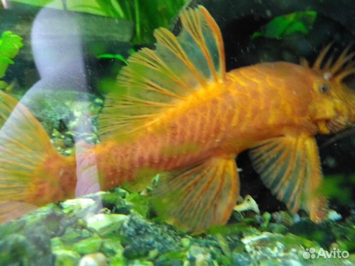 Анциструс Супер Ред (мальки)