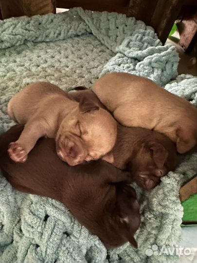 Щенки чихуахуа мини