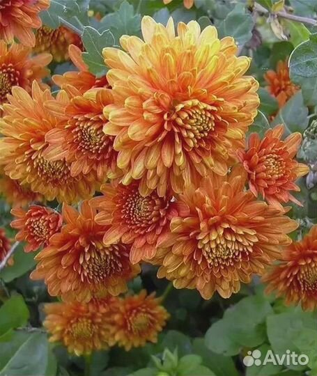 Китайская хризантема, дубочки