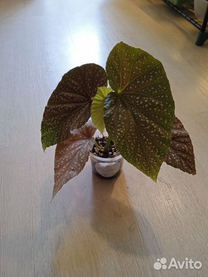 Эпипремнум, сциндапсус, филодендрон