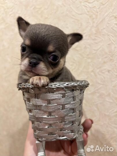 Цветные щенки чихуа