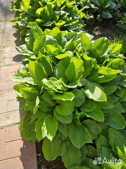 Хоста саженцы