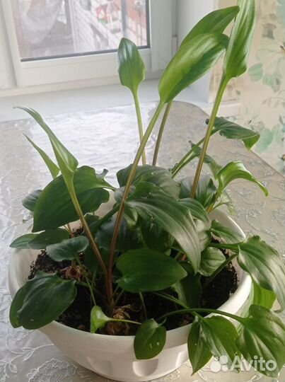 Комнатные цветы