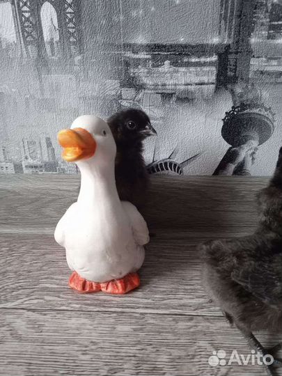 Цыплята.И/Я Мускусной индоутки