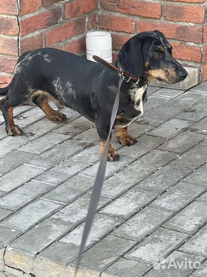 Вязка таксы