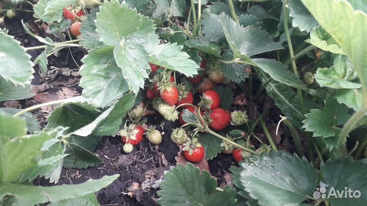 Самосбор виктория