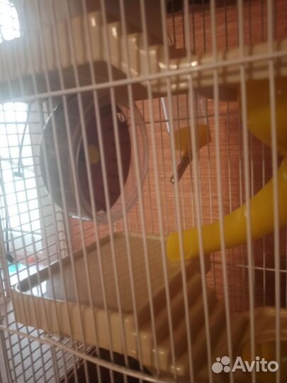 Клетка для хомяка с приятными плюшками сбоку