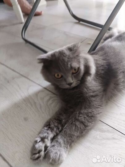 Британский вислоухий кот