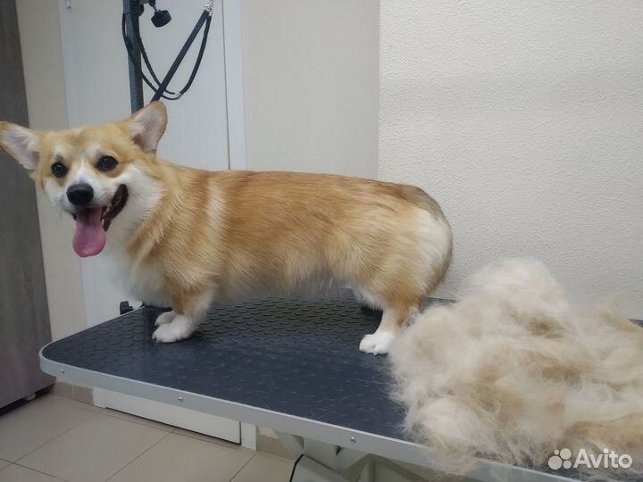 Стрижка.Экспресс- линька собак и кошек