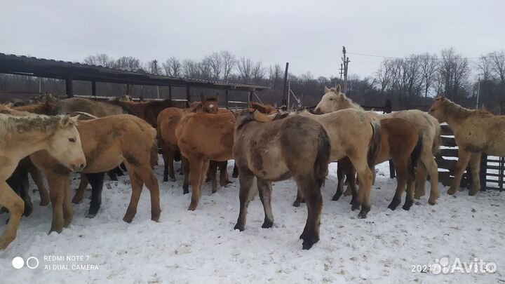 Жеребцы и кобылы башкирской породы