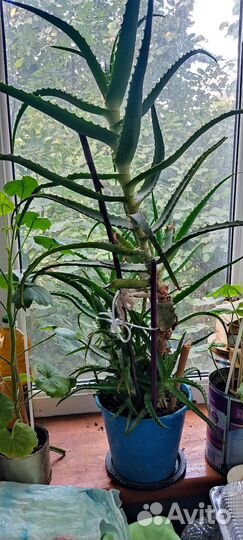 Алоэ лечебный