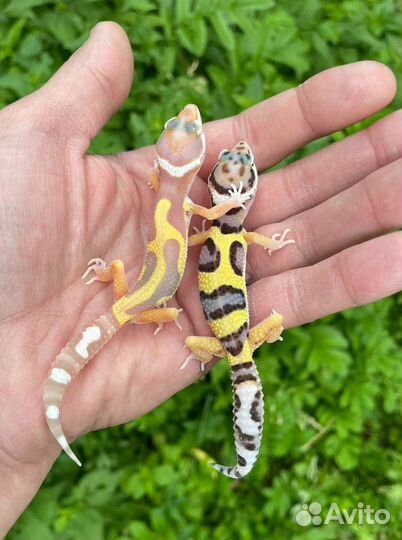 Продам эублефаров