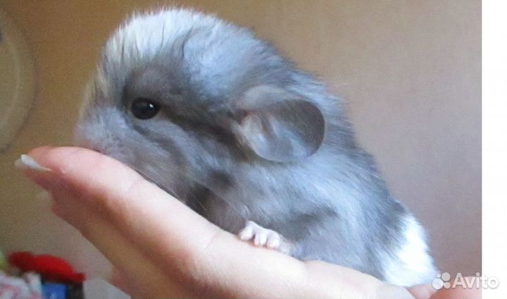 Передержка мелких животных