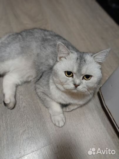 Красивые шотландские котята