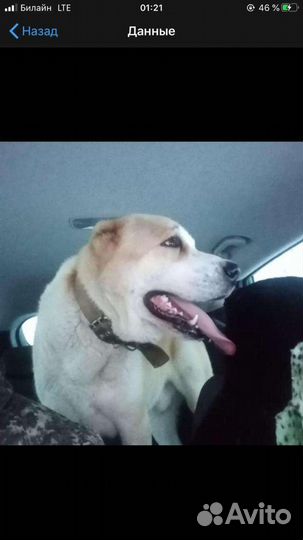 Вязка Алабай(сао)