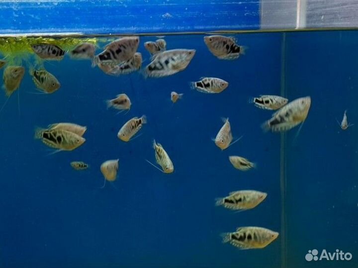 Аквариумные рыбки