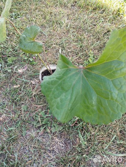 Многолетние цветы