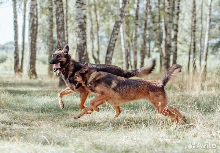 Красивая собачка ищет дом