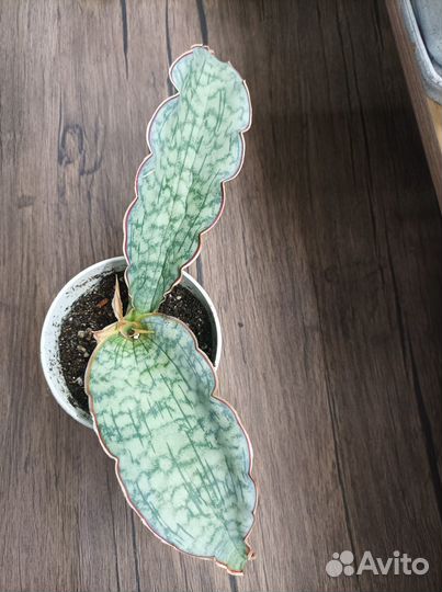 Сансевиерии и суккуленты