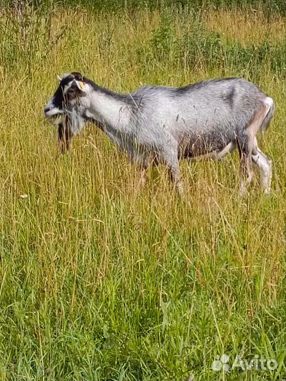 Козел Альпийский чистокровные козлы