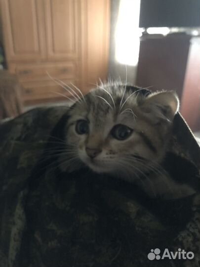 Котята бесплатно