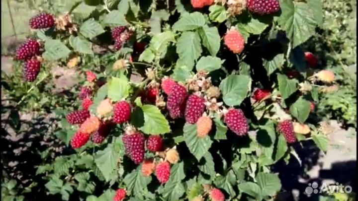 Плодовые деревья и кустарники