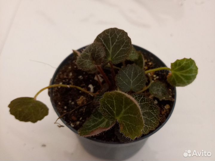 Камнеломка