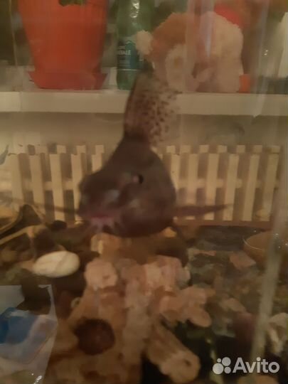 Аквариумные рыбки сомики