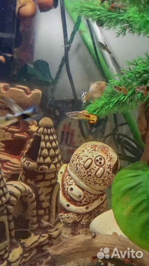 Аквариумные рыбки Гуппи и Сомики Анцитруса